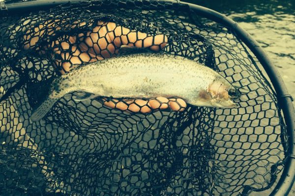 trout flies