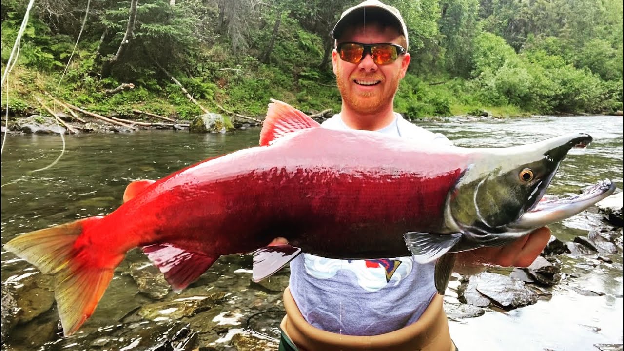 how-to-catch-sockeye-salmon-secrets-revealed-fishing-form