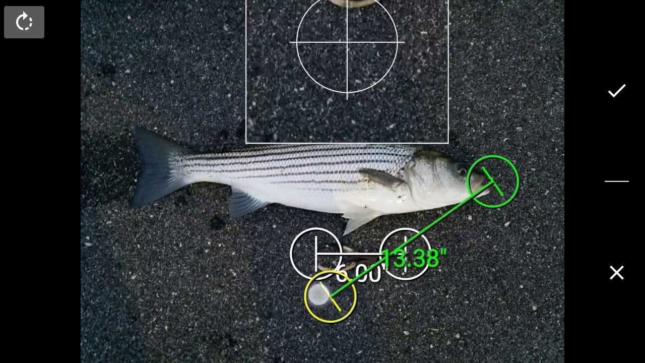 How to Measure Striped Bass in California Fishing Form