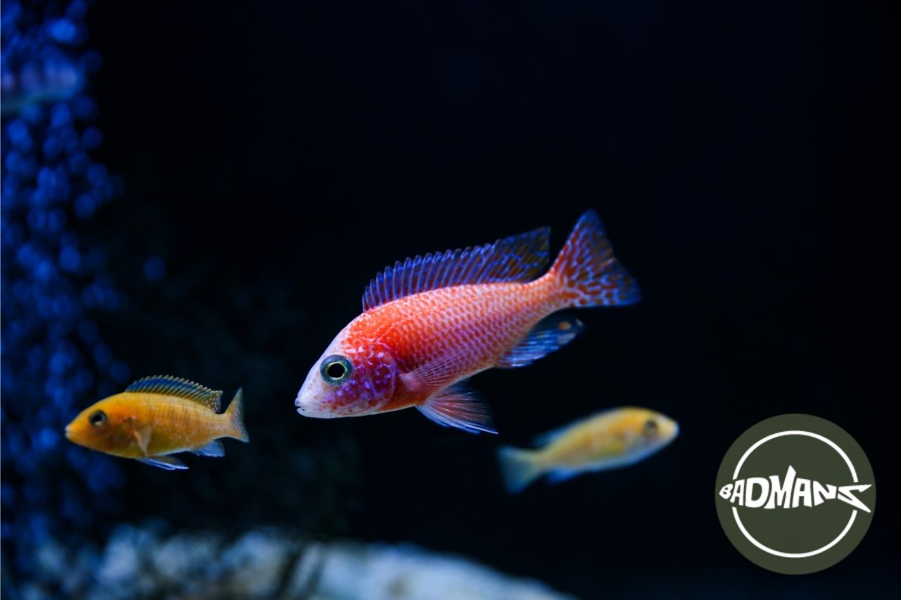 What Pet Fish Don'T Need a Filter? Fishing Form