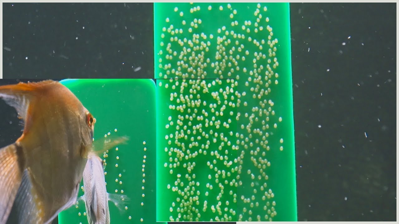 How Long Do Fish Eggs Take to Hatch? - Fishing Form