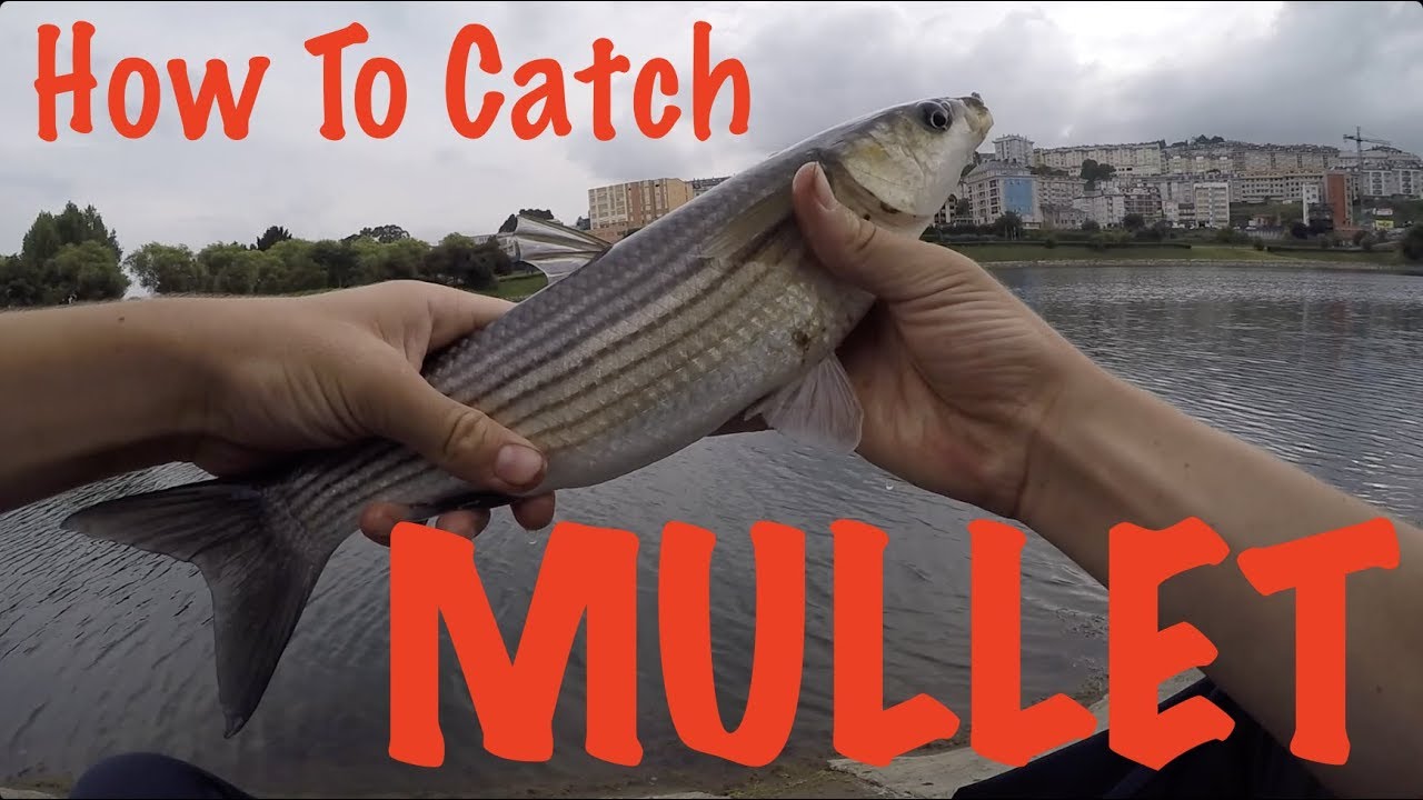 How to Catch a Mullet Fish? Fishing Form