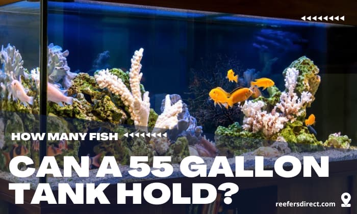 how-many-fish-can-be-in-a-55-gallon-tank-fishing-form