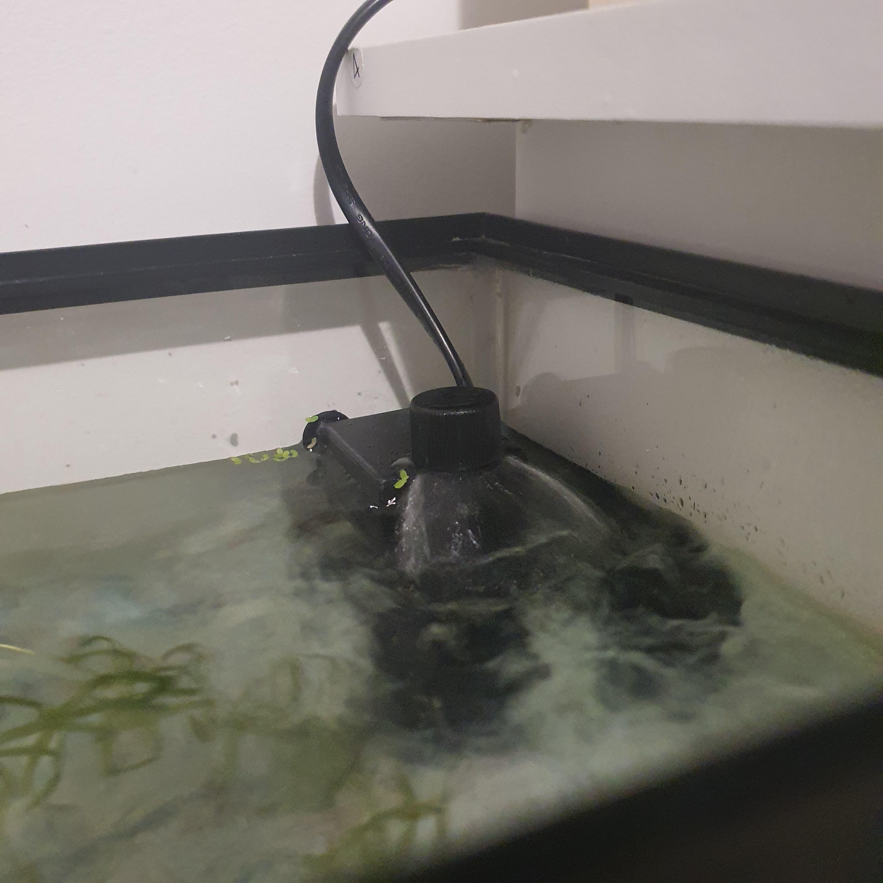 Should a Fish Tank Filter Be Fully Submerged Fishing Form