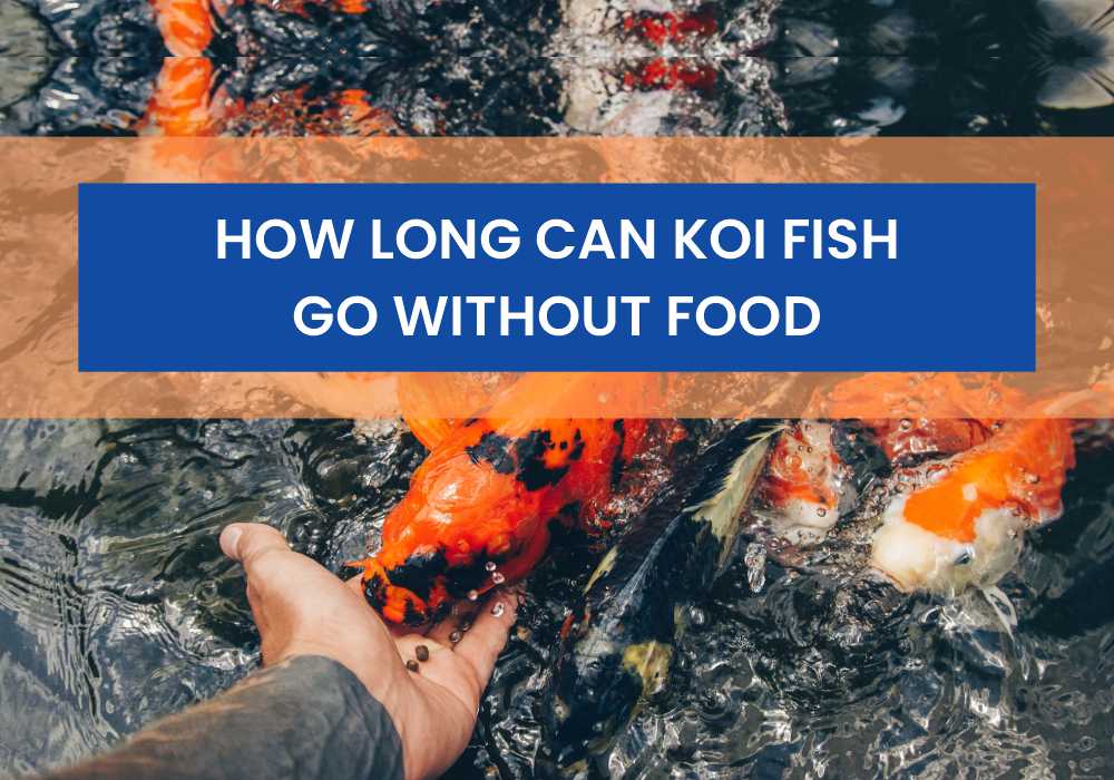 how long will fish live without food