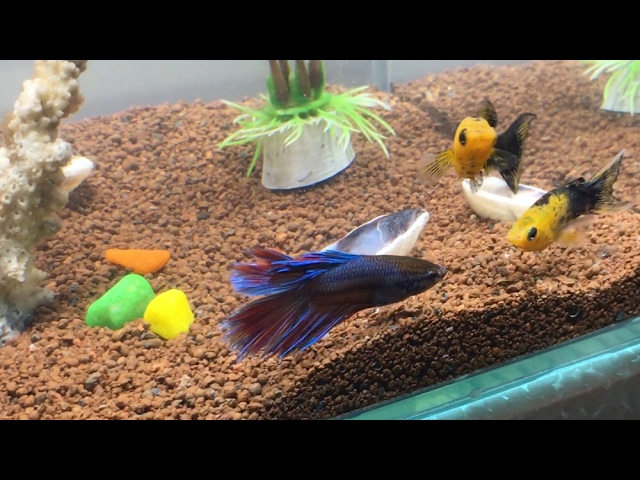 Can Molly Fish Live With Betta - Fishing Form