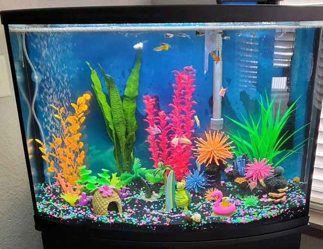 How Many Fish in a 36-Gallon Tank? - Fishing Form