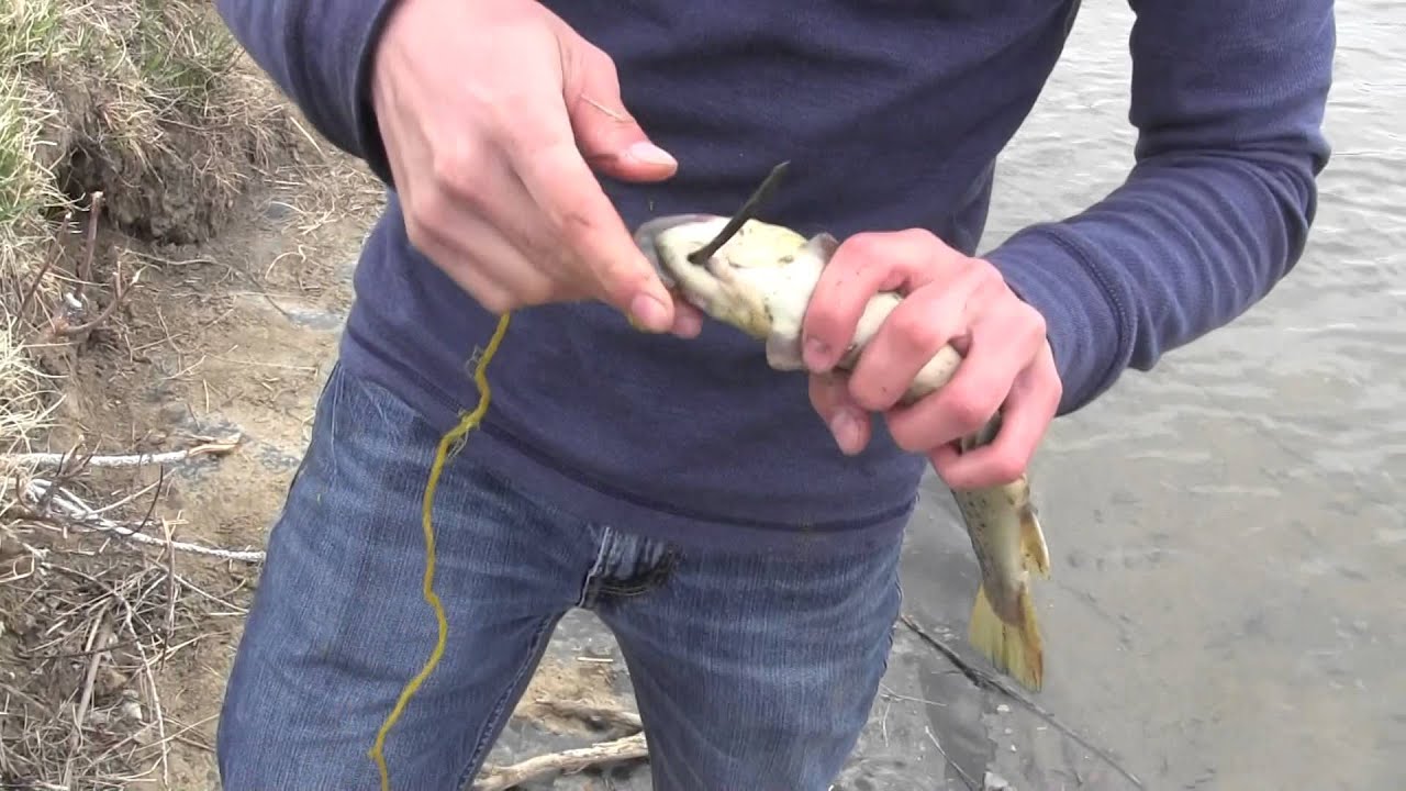 how-to-use-fish-stringer-fishing-form